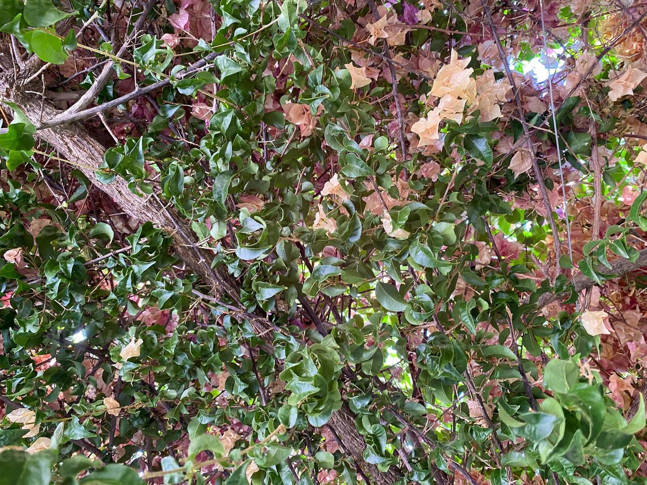 Green natural intertwined branches and green leaves. Background, texture photo