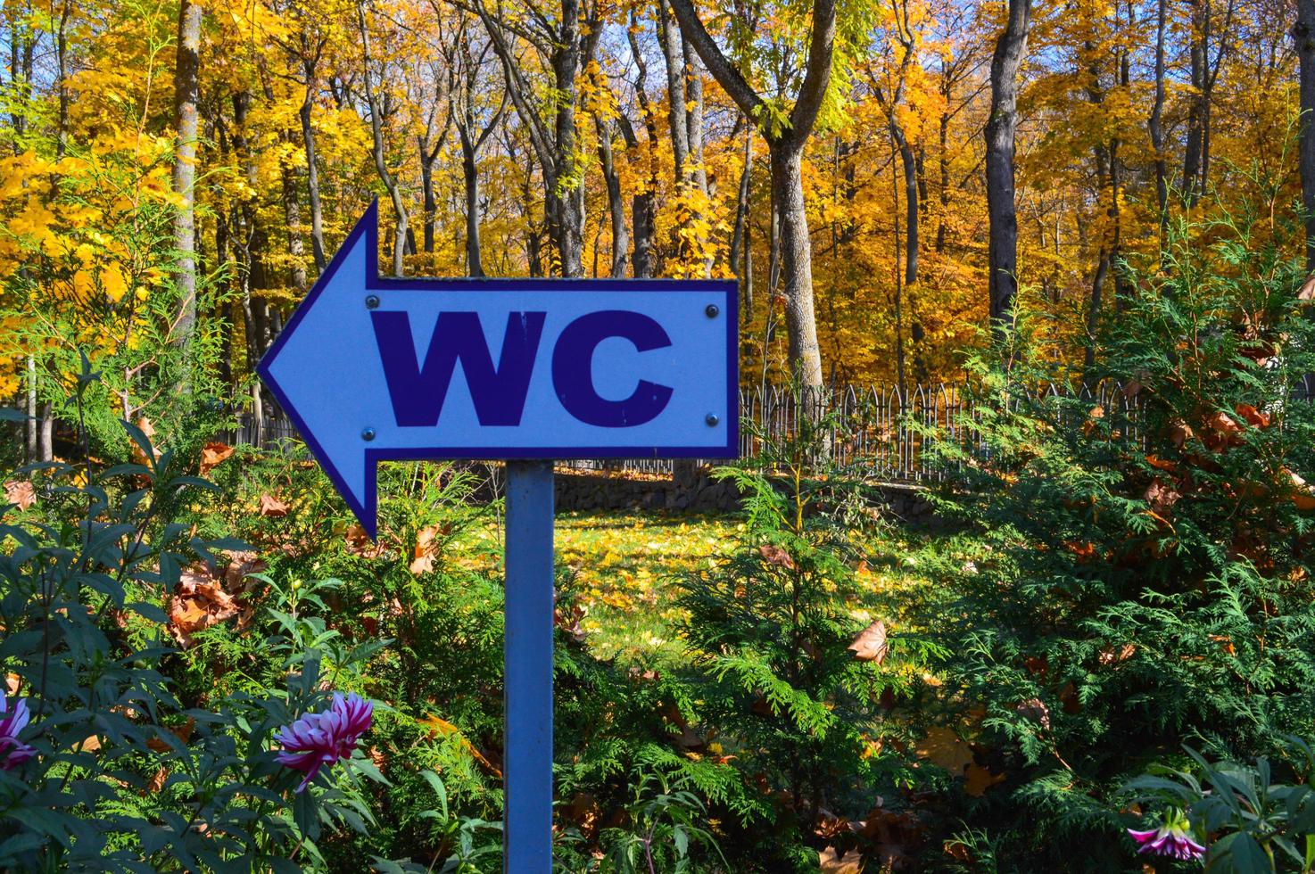 Beautiful white arrow pointer direction to the toilet, water closet against the background of natural plants, flowers, trees with autumn yellow leaves in the park. The background photo