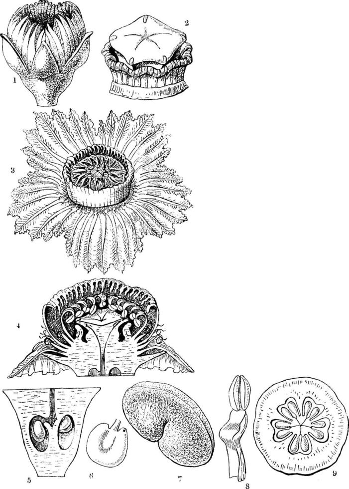 ilustración vintage del sombrero de napoleón. vector
