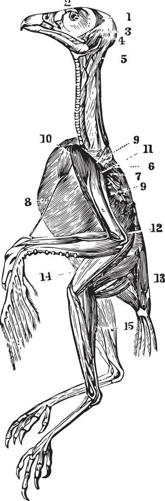 The Superficial Muscles of a Hawk, vintage illustration. vector