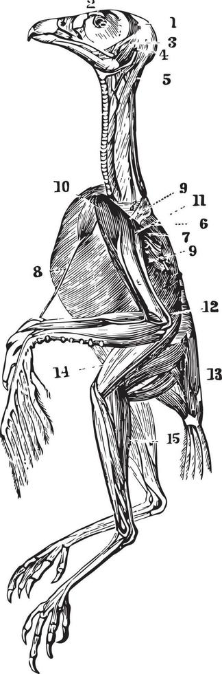los músculos superficiales de un halcón, ilustración antigua. vector