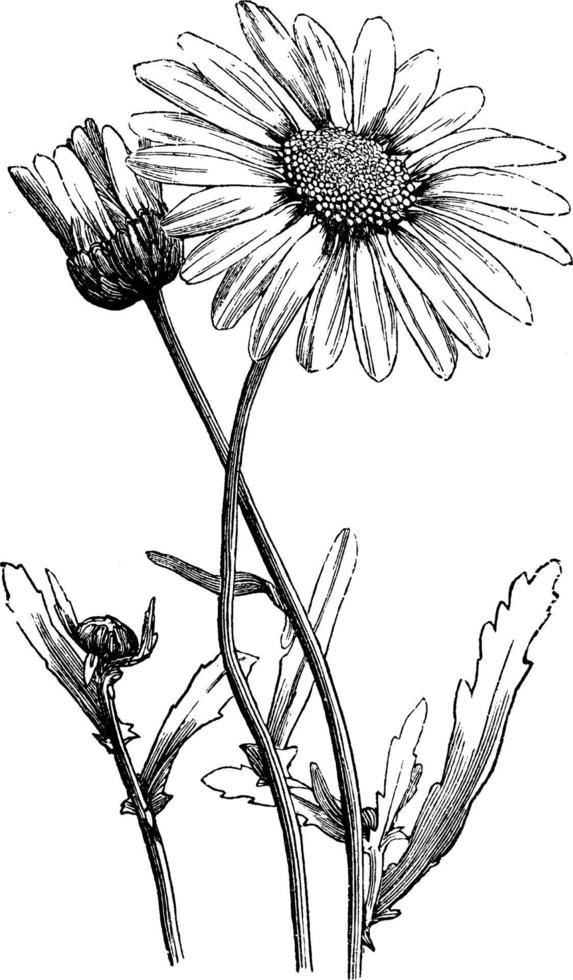 Oxeye Daisy vintage illustration. vector