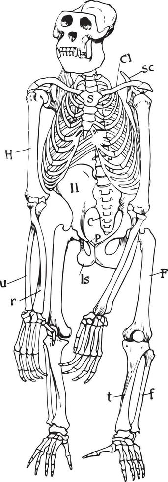 esqueleto de gorila, ilustración vintage vector