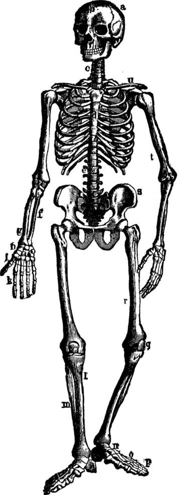 The Human Skeleton, vintage illustration. vector