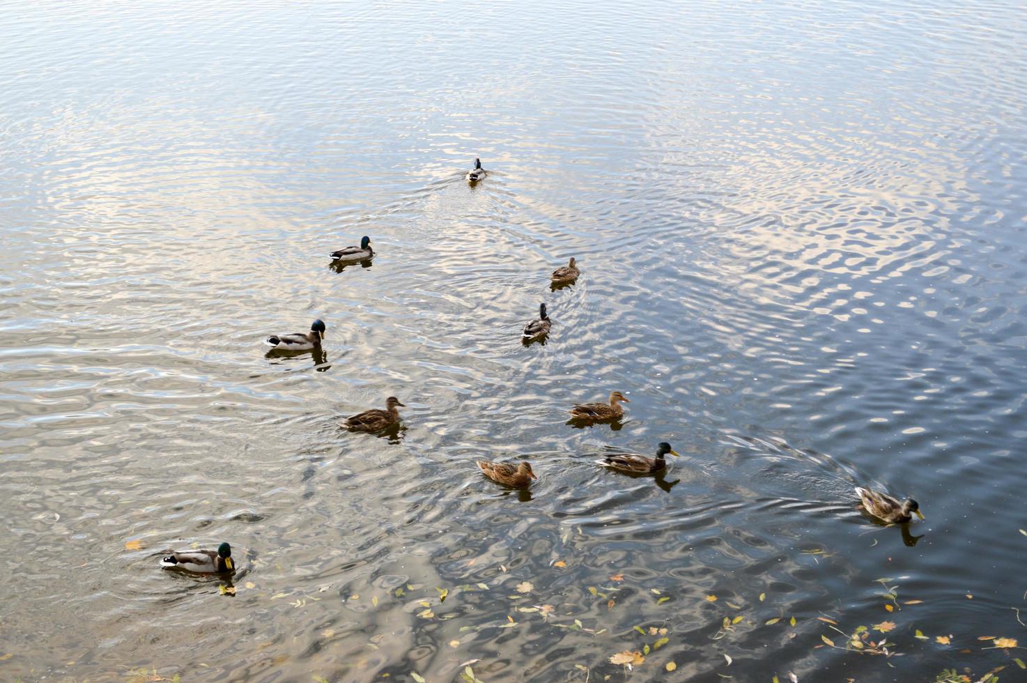 muchos patos grises nadan en el agua, en un estanque, un río, un lago con hojas amarillas de otoño foto