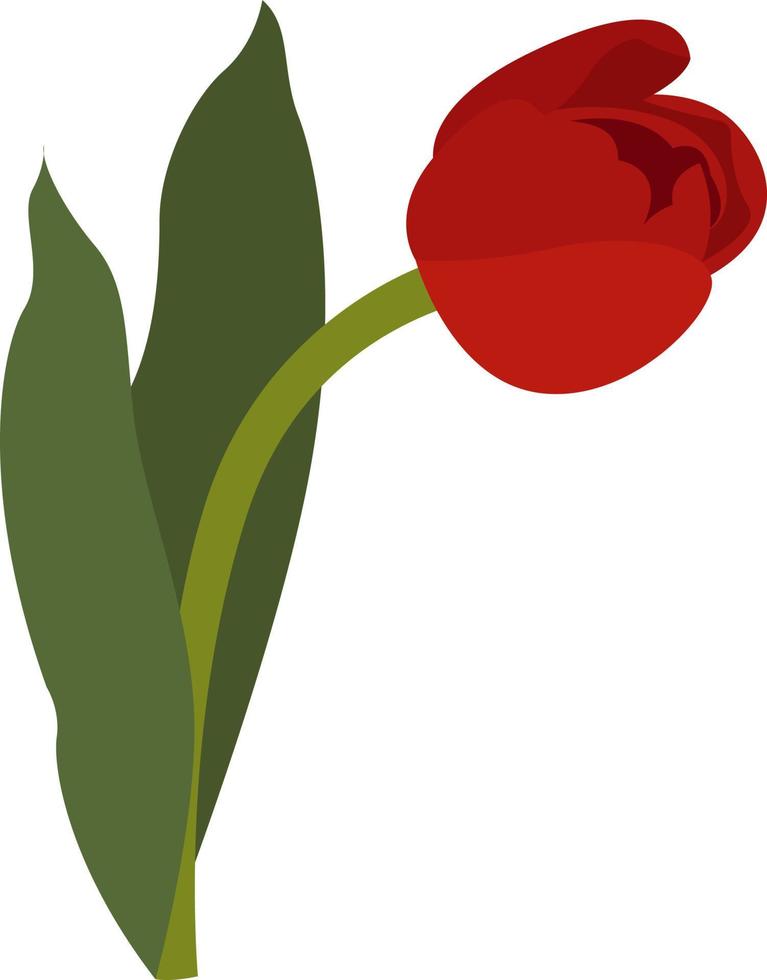 tulipán rojo, ilustración, vector sobre fondo blanco.