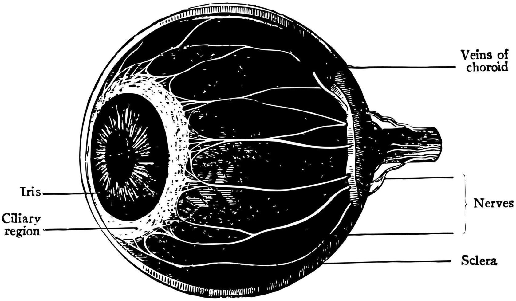 el cuerpo ciliar coroideo y el iris, ilustración antigua. vector