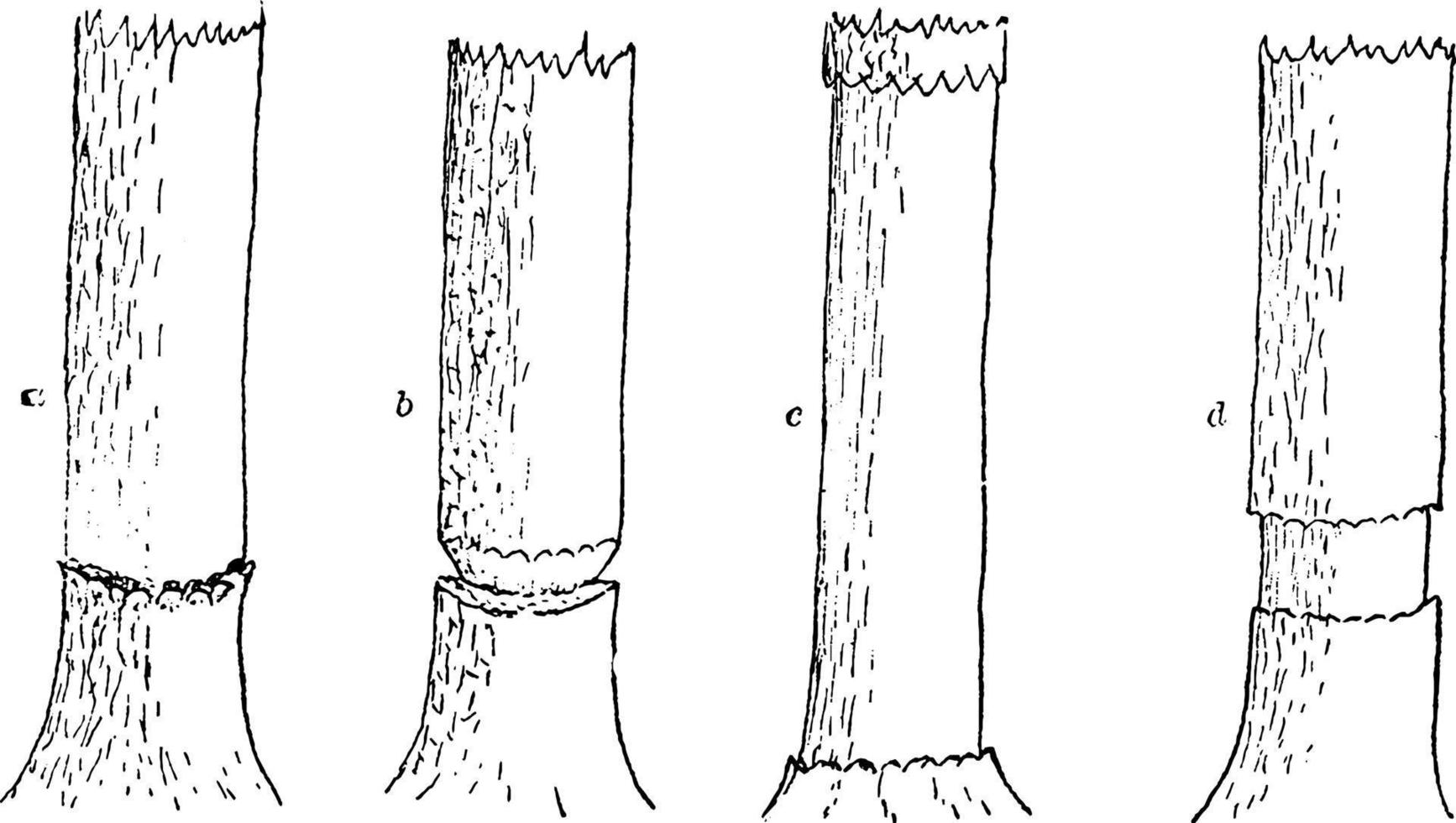 Girdling Tree vintage illustration. vector