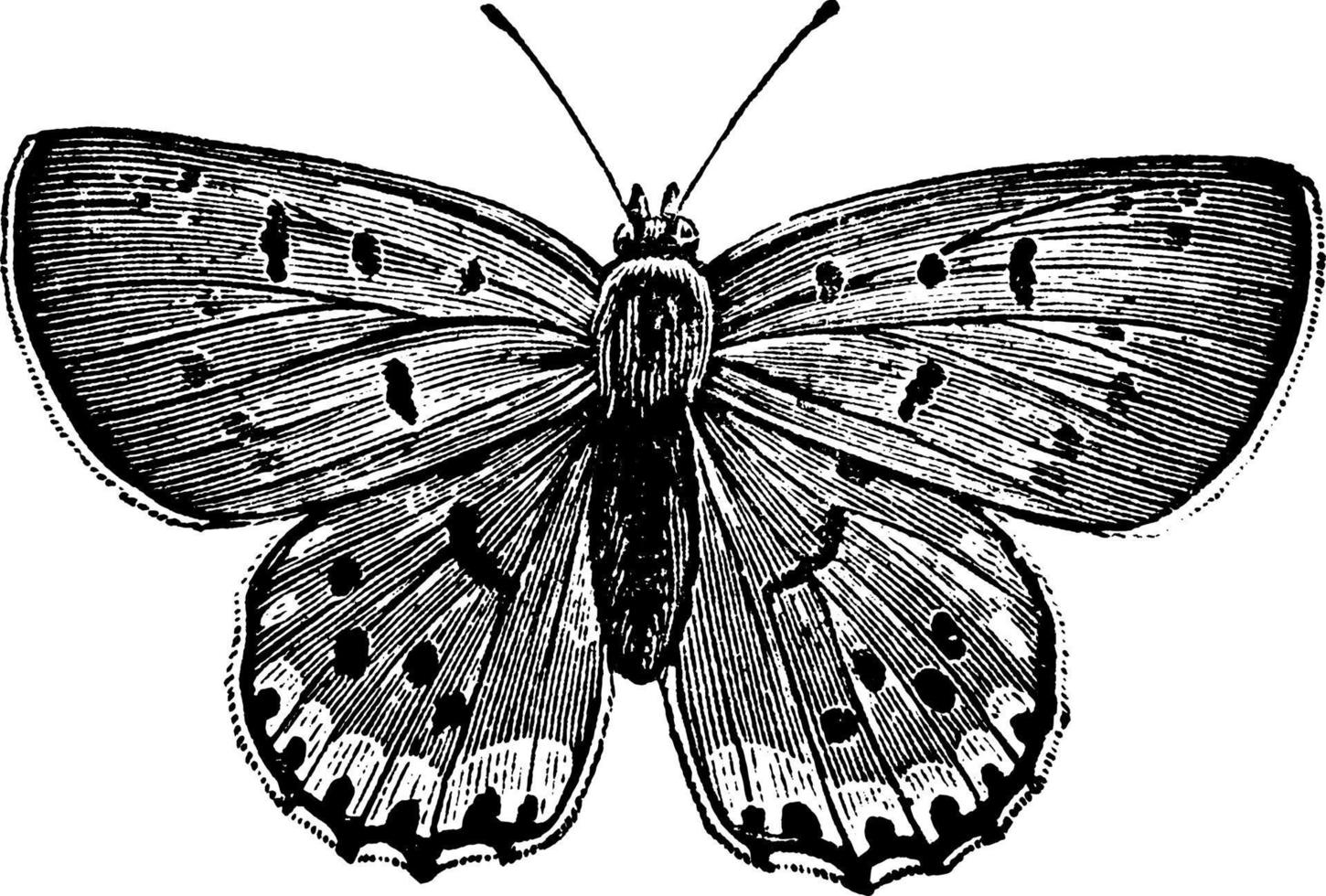 Butterfly or Chrysophanus thoe, vintage illustration. vector