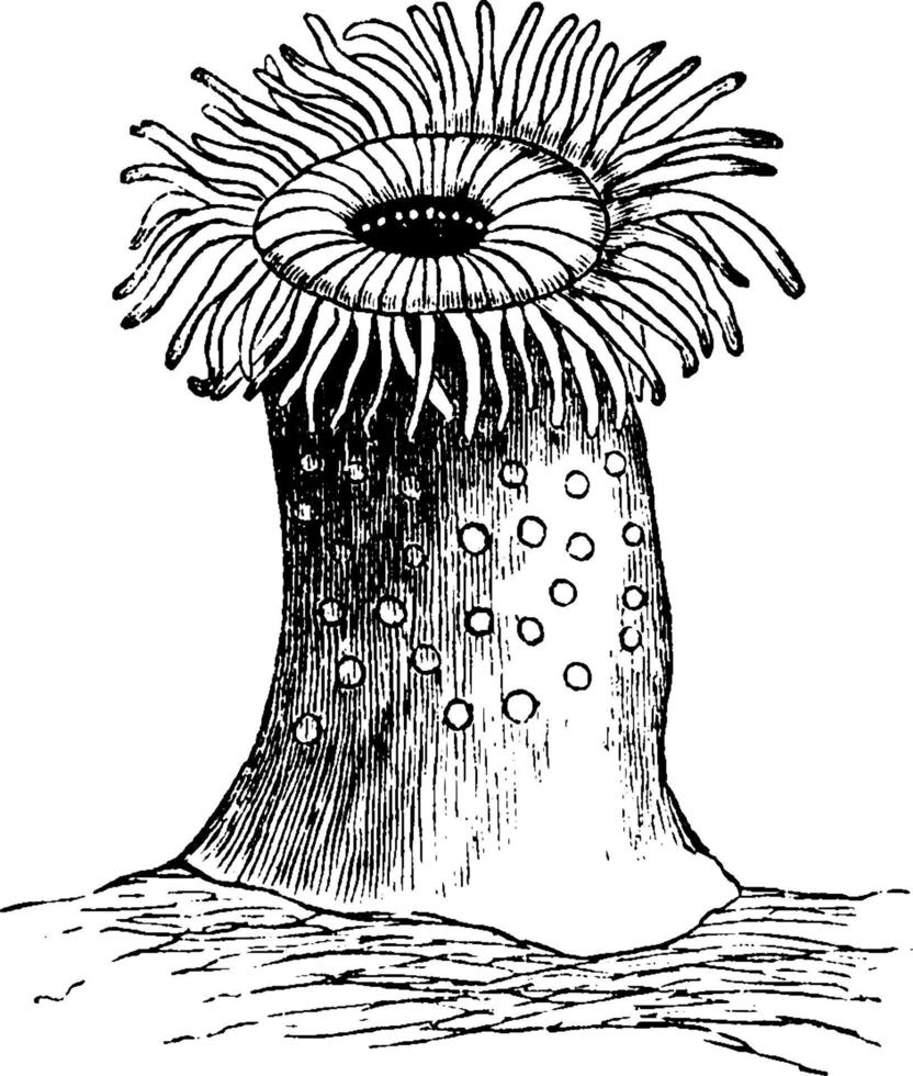 Sea anemone, vintage illustration. vector