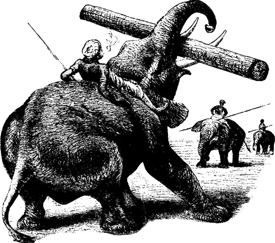 elefante, ilustración vintage vector