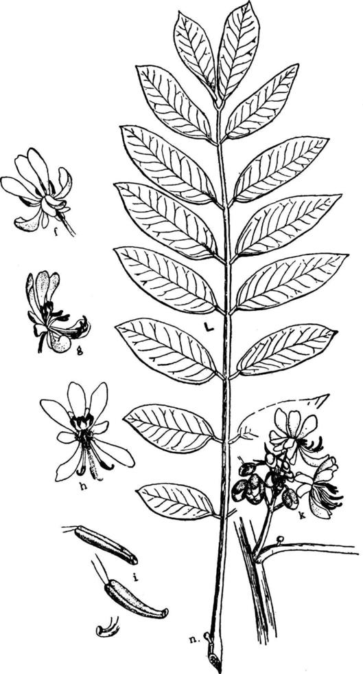 Wild Senna vintage illustration. vector