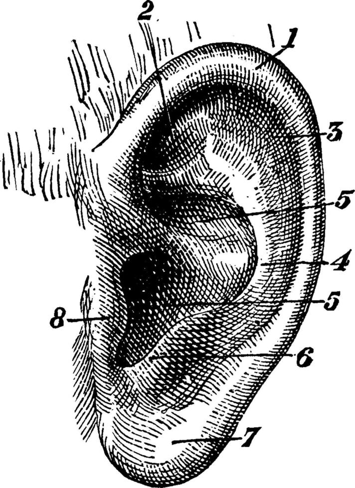 oído externo, ilustración antigua. vector