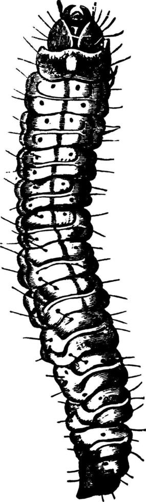 Goat Moth or Prionoxystus robiniae, vintage illustration. vector