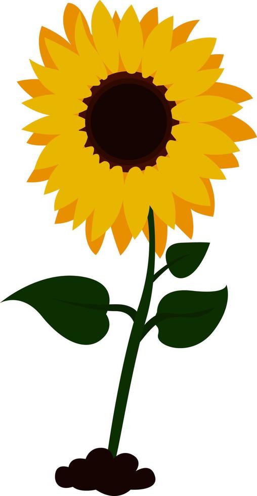 Gran girasol, ilustración, vector sobre fondo blanco.