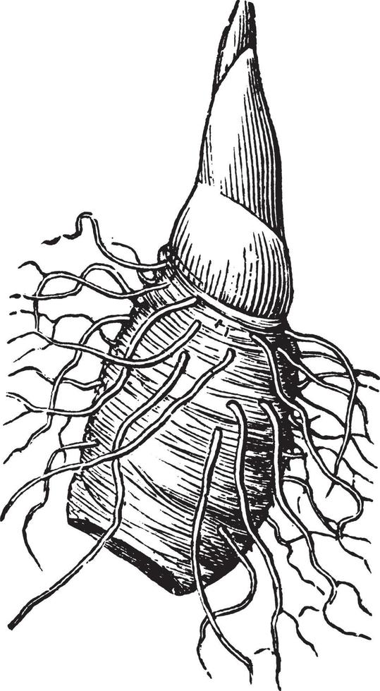 Trillium, short, rootstock, strong, terminal, bud, Birthroot vintage illustration. vector