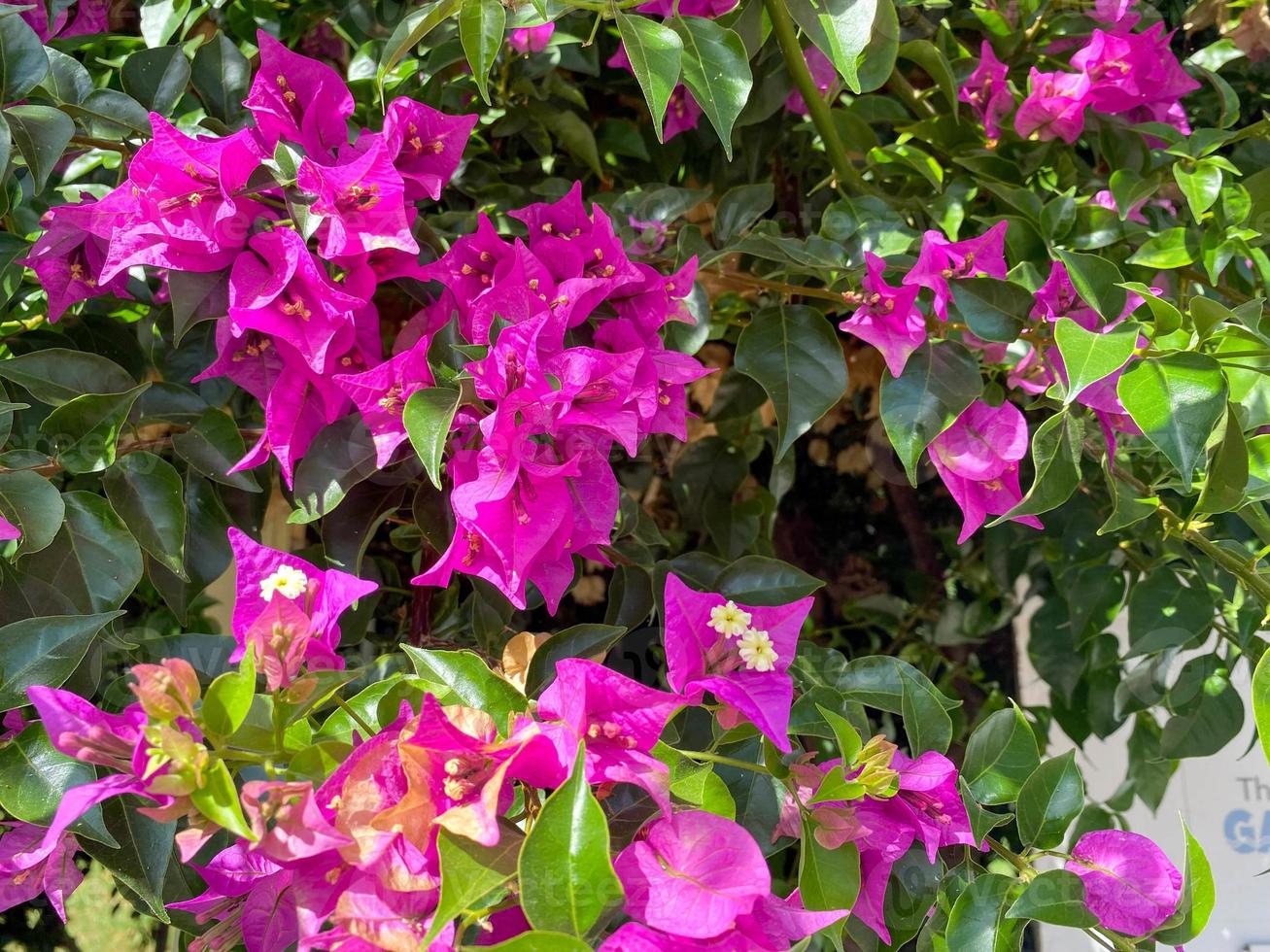 Purple and pink flowers are natural against the background of green leaves in a warm tropical country, resort photo