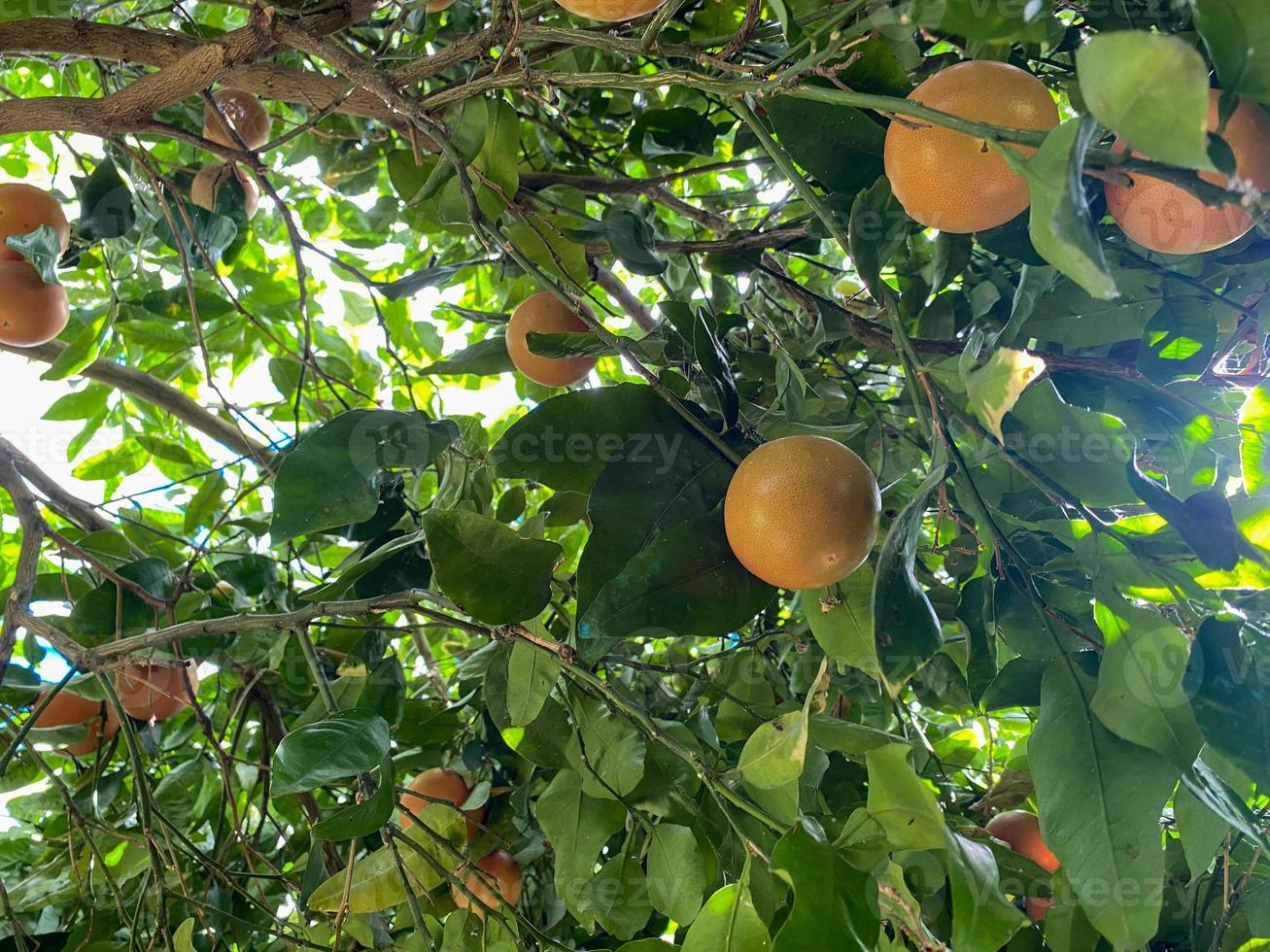 Yellow natural heavenly beautiful delicious round orange, citrus, tangerine or grapefruit on a tree branch in a warm tropical country, resort photo