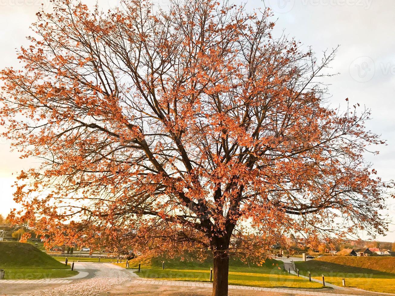 A large beautiful natural tree with a thick trunk sweeping branches, red and yellow fallen autumn leaves. Autumn landscape photo