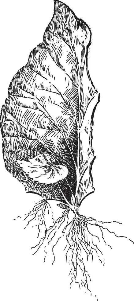 corte de hojas de una ilustración vintage de begonia. vector