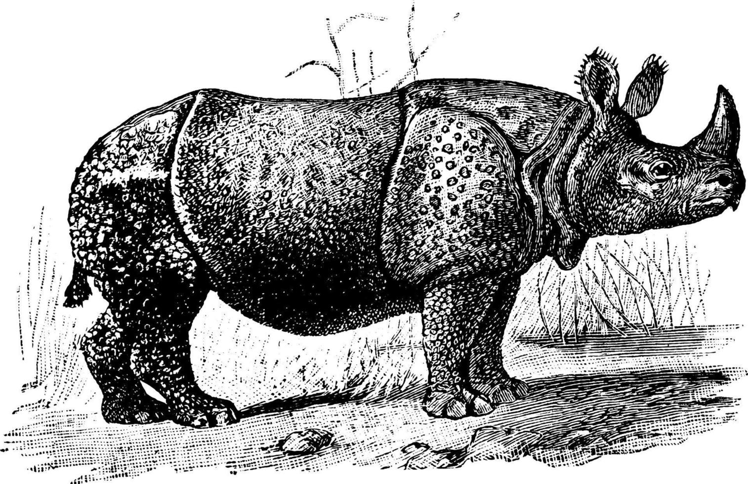 un rinoceronte con cuernos, ilustración antigua. vector