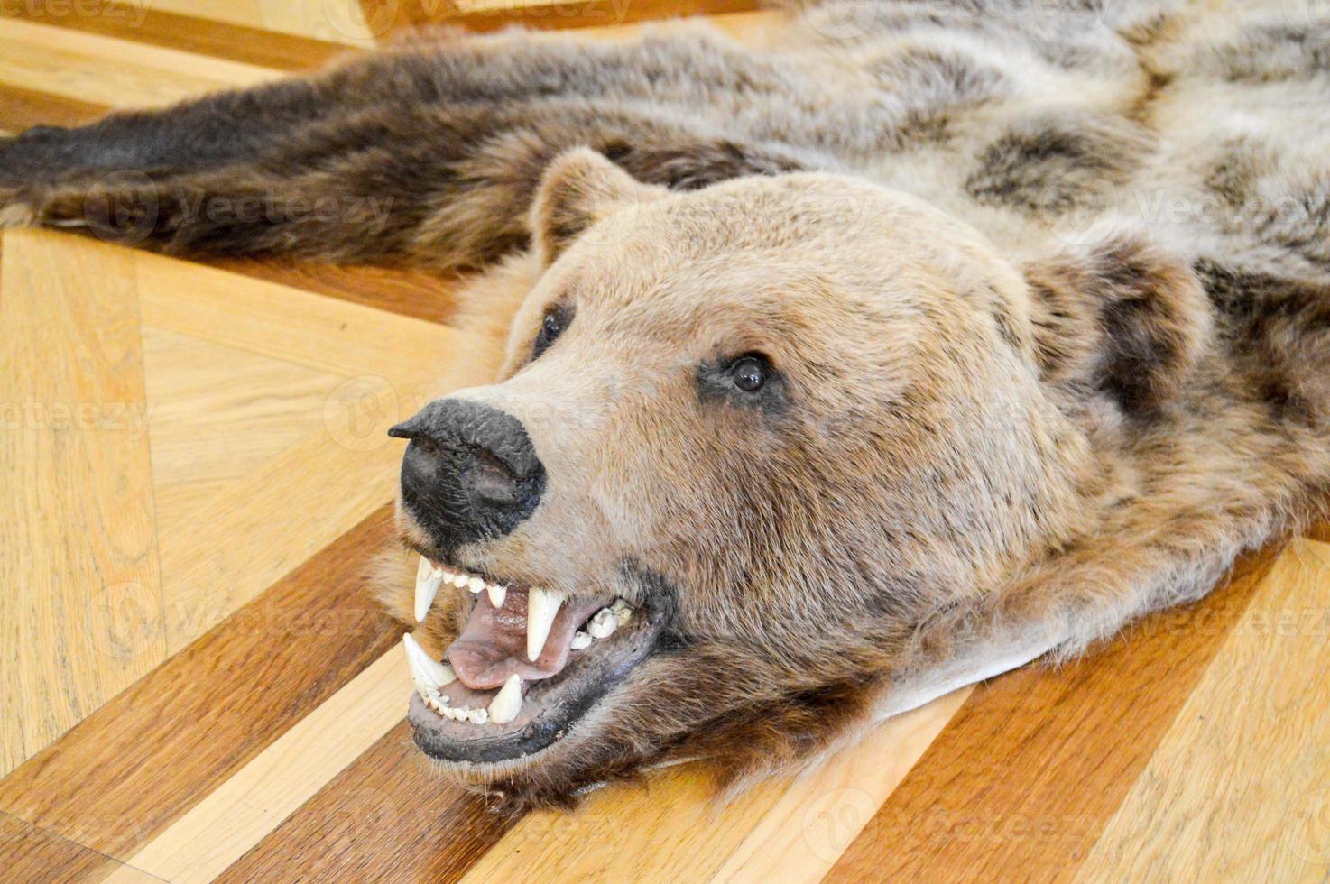 Carpet with a natural hunting trophy, scarecrow, skin of a wild brown grizzly brown bear with fangs. The background photo