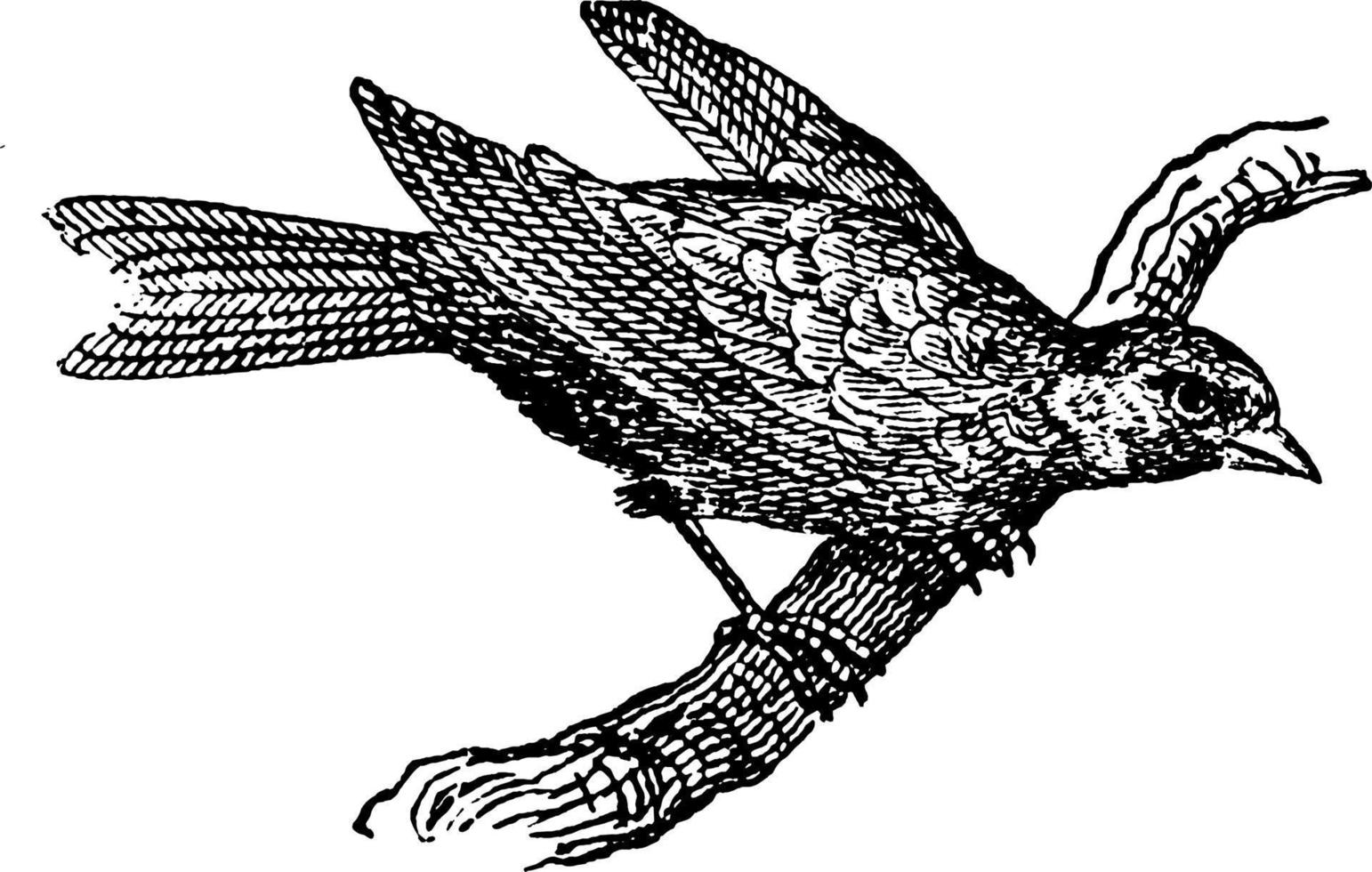 Canary, vintage illustration. vector