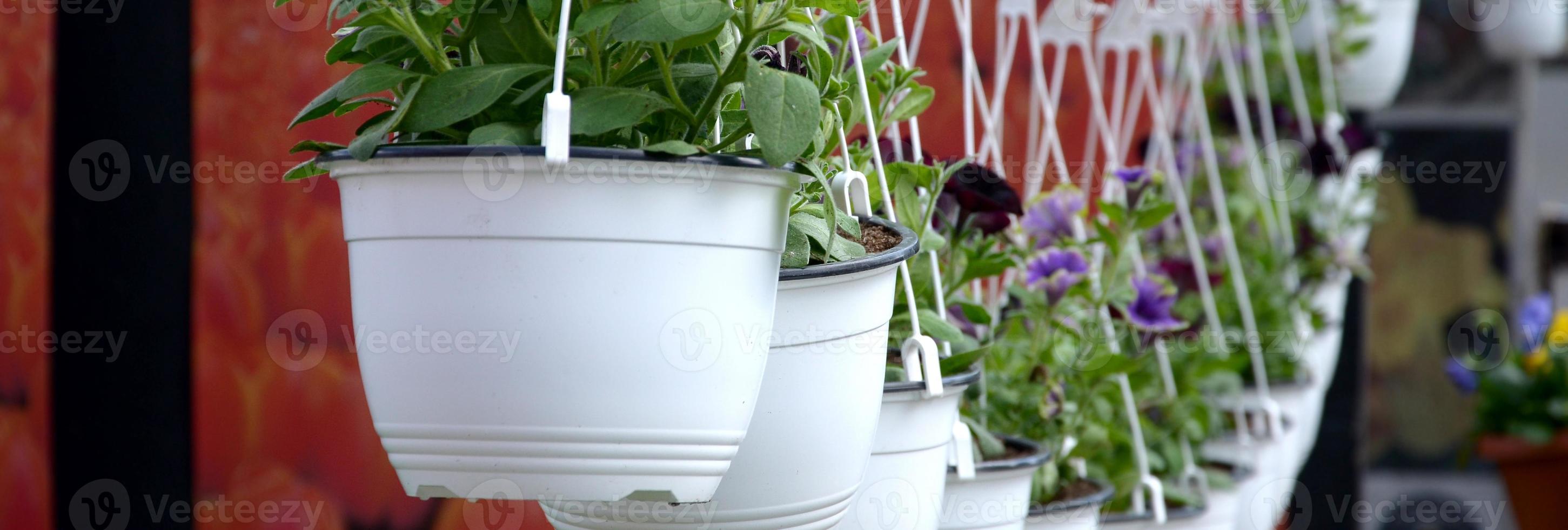 Pansies Flowers in hanging pots in the store, spring background photo