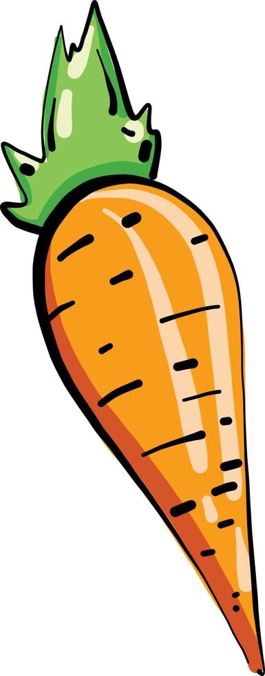 Small carrot, illustration, vector on white background.