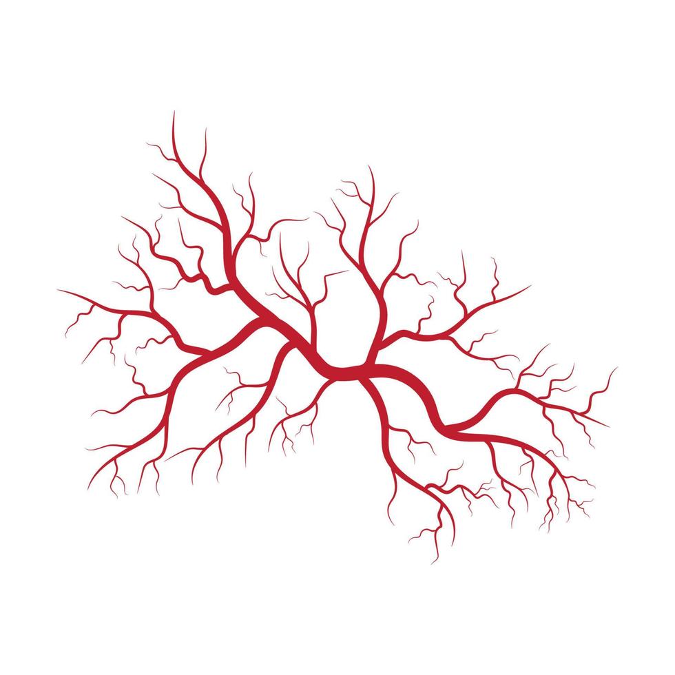 Human veins and arteries illustration vector