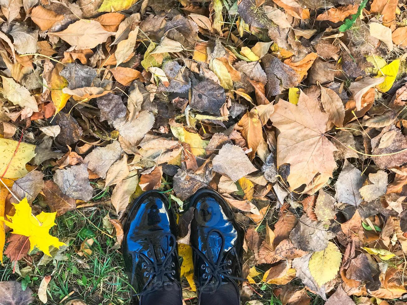 pies en hermosos zapatos de cuero negro liso y brillante sobre hojas de otoño naturales de color amarillo y rojo, marrón foto