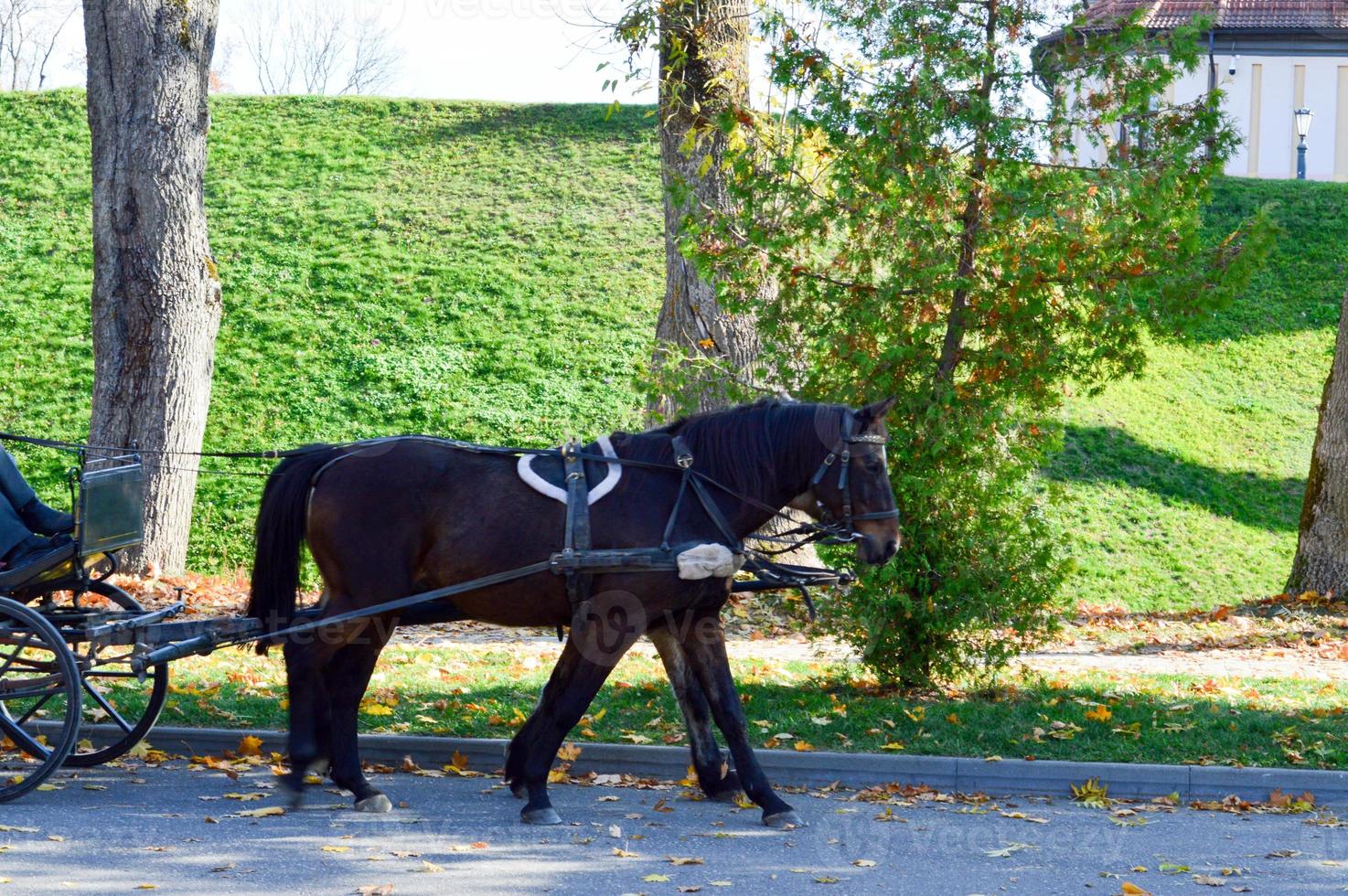 A beautiful black strong horse in harness pulls the carriage in the park on an asphalt road photo