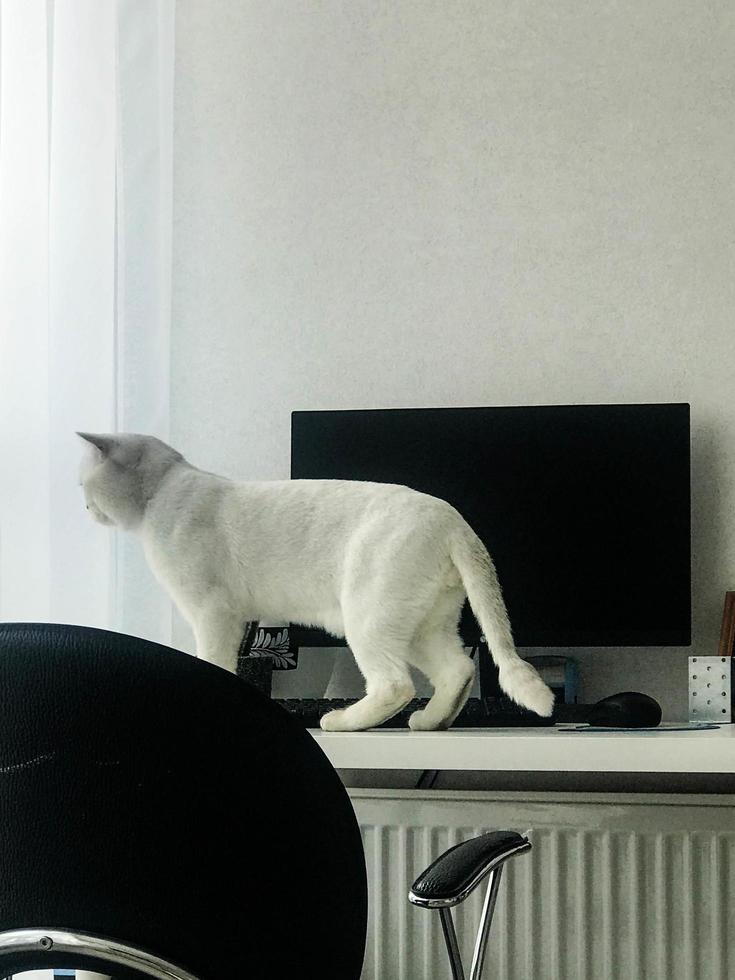 thin white cat looks out the window from the table. there is a black computer and a chair nearby. fluffy cat with a tail plays with curtains. a curious pet is waiting for its owners photo