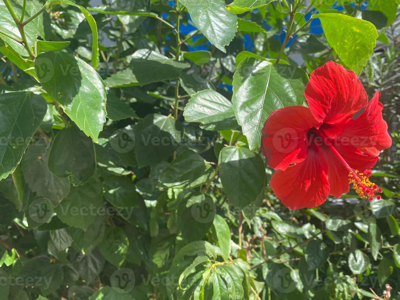 flor roja natural hermosa contra el fondo de hojas verdes en un cálido país tropical, resort foto