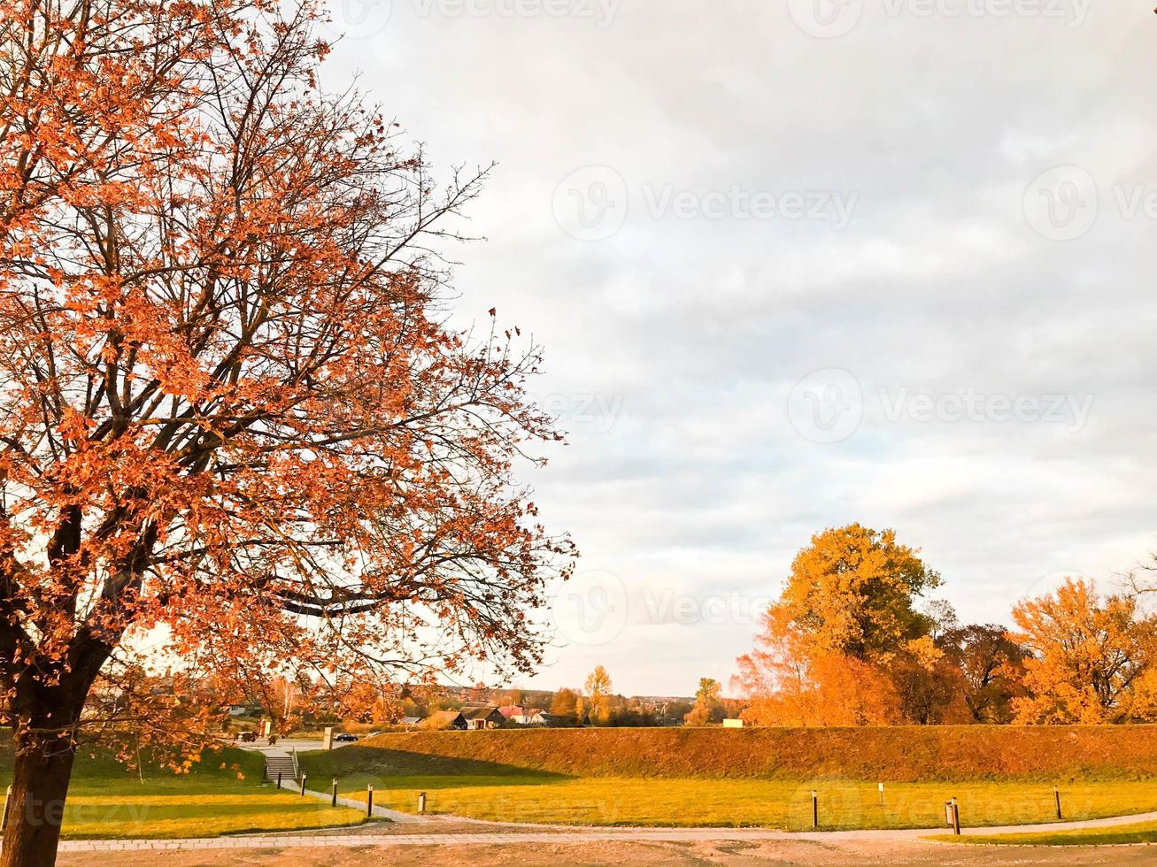 A large beautiful natural tree with a thick trunk sweeping branches, red and yellow fallen autumn leaves. Autumn landscape photo