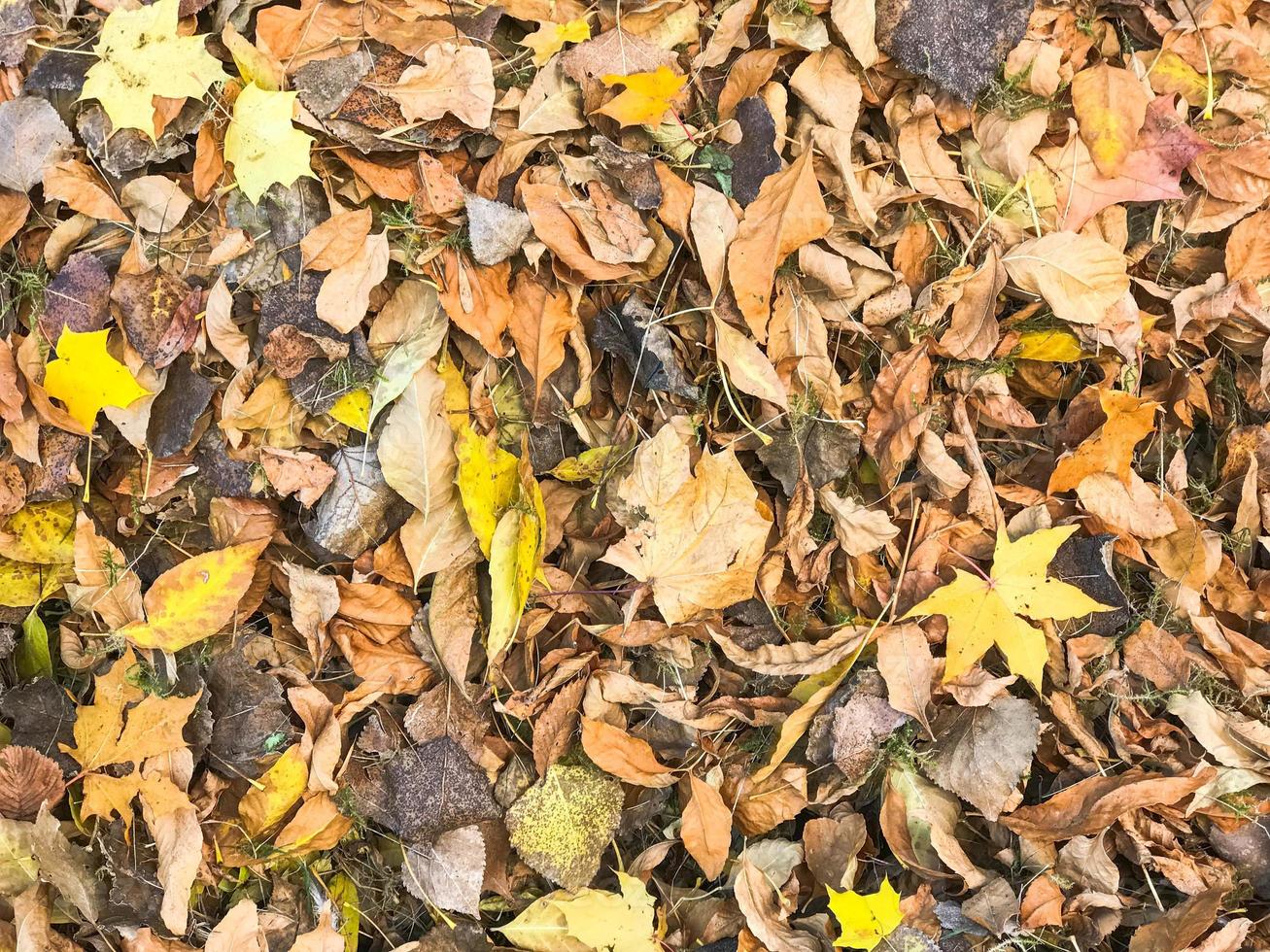 Texture of yellow and red, brown colorful natural fallen autumn different leaves. The background photo