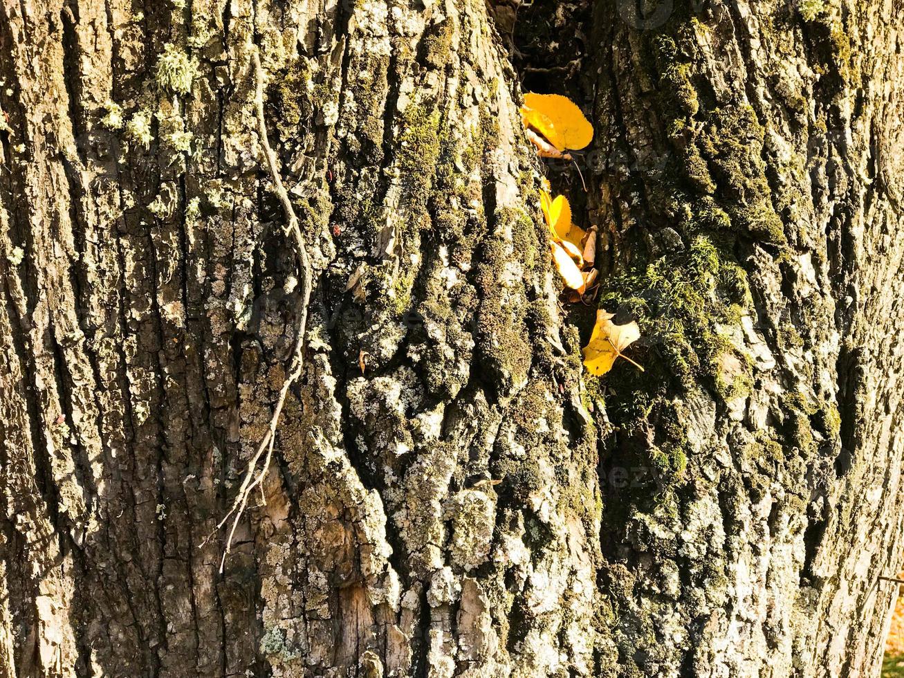 Texture of woody natural dark bark with moss and cracks and yellow leaves. The background photo