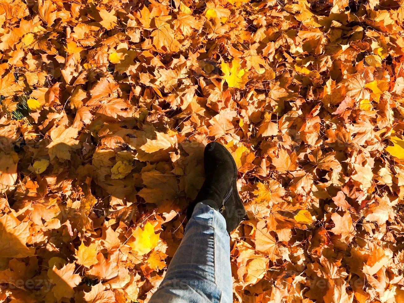 Female slender legs in jeans and boots, shoes against the background of yellow, dry, fallen autumn foliage. Multi-colored natural red and yellow leaves. The background photo