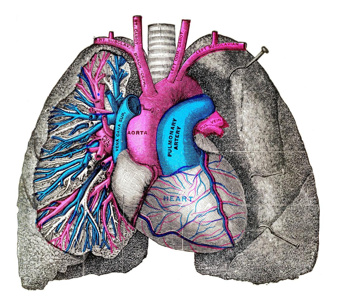 The pulmonary artery and aorta, vintage engraving. photo