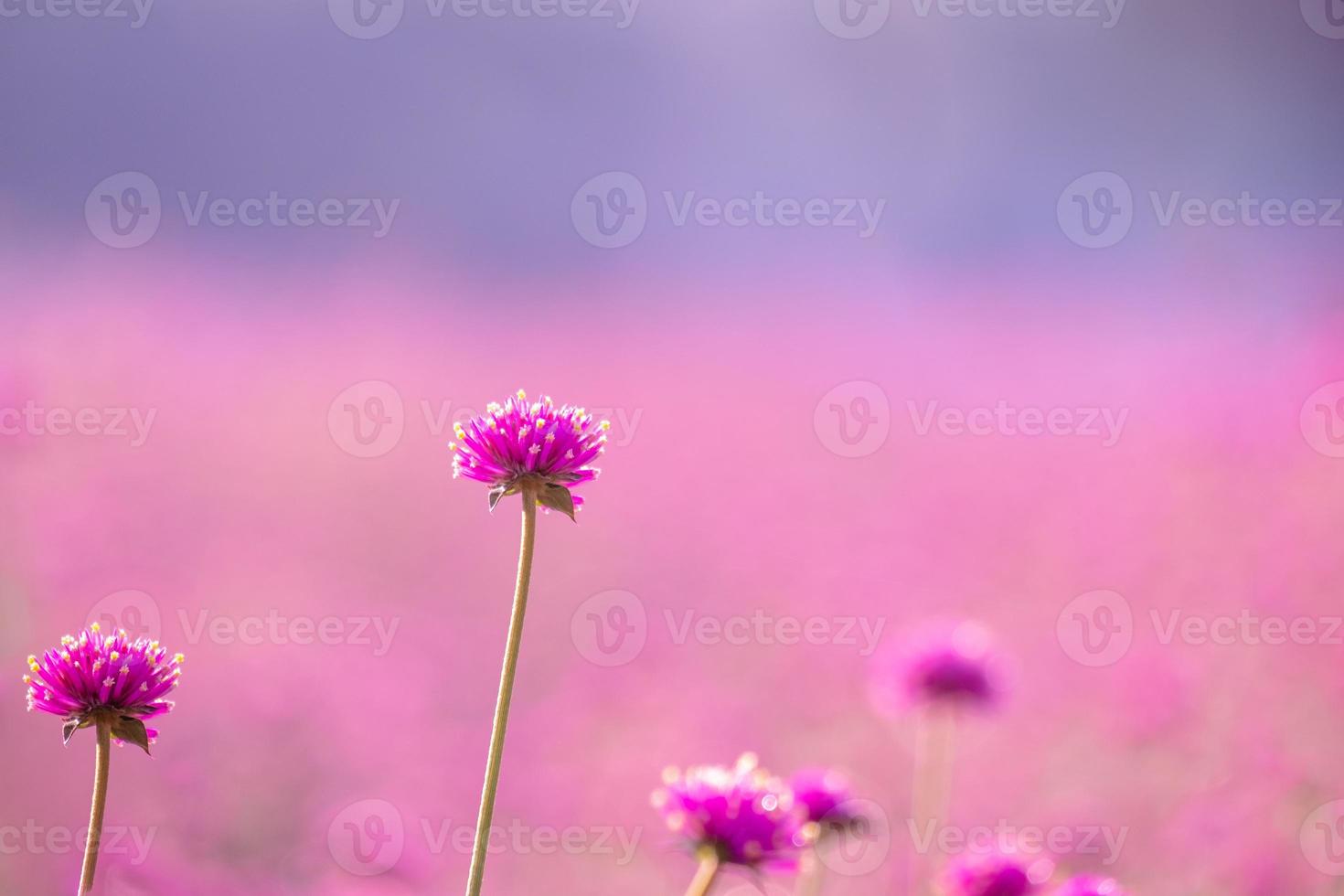 pink amaranth flower blossom on field, Beautiful growing and flowers on meadow blooming in the morning.Soft pastel on nature bokeh background photo