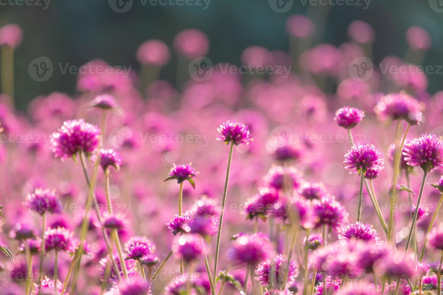pink amaranth flower blossom on field, Beautiful growing and flowers on meadow blooming in the morning.Soft pastel on nature bokeh background photo
