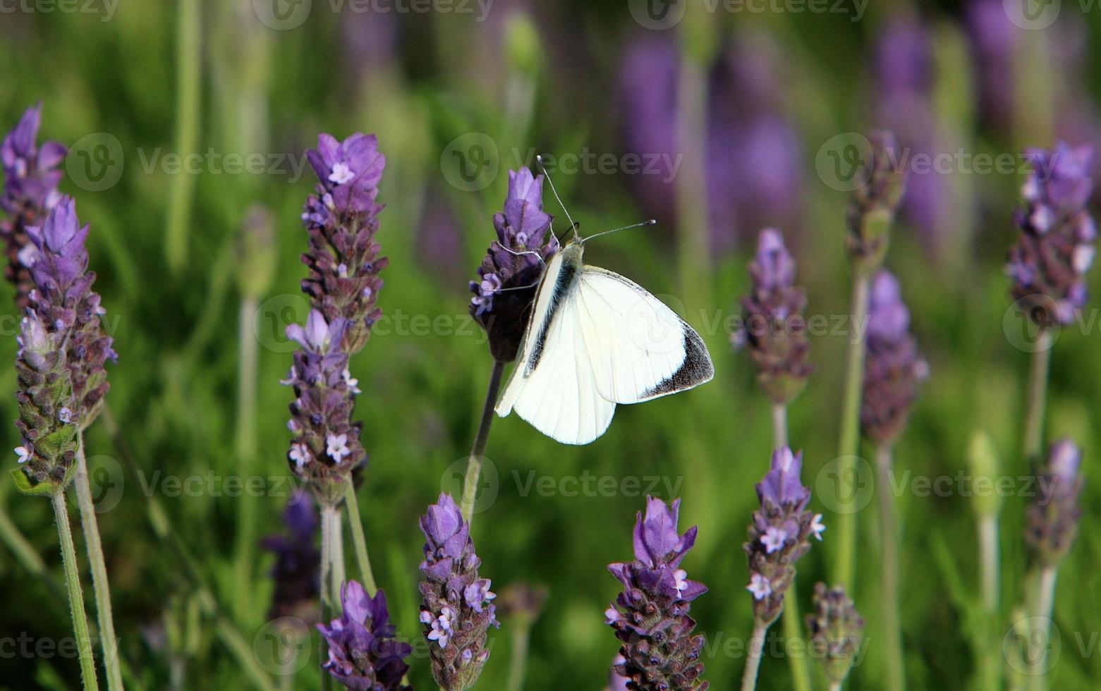 A multi-colored butterfly sits sits on a flower in a city park. photo