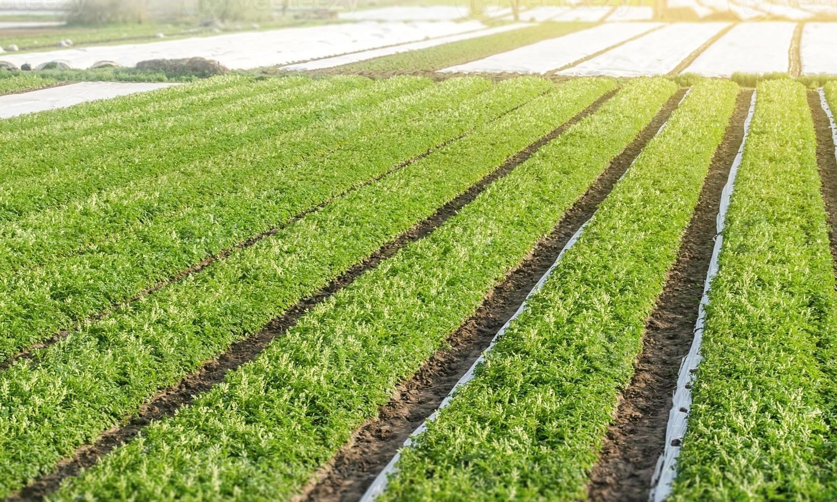 Rows plantation of potato bushes after agrofibre removal. Agroindustry and agribusiness. Agriculture, growing food vegetables. Cultivation care, harvesting in late spring. Growing a crop on the farm. photo