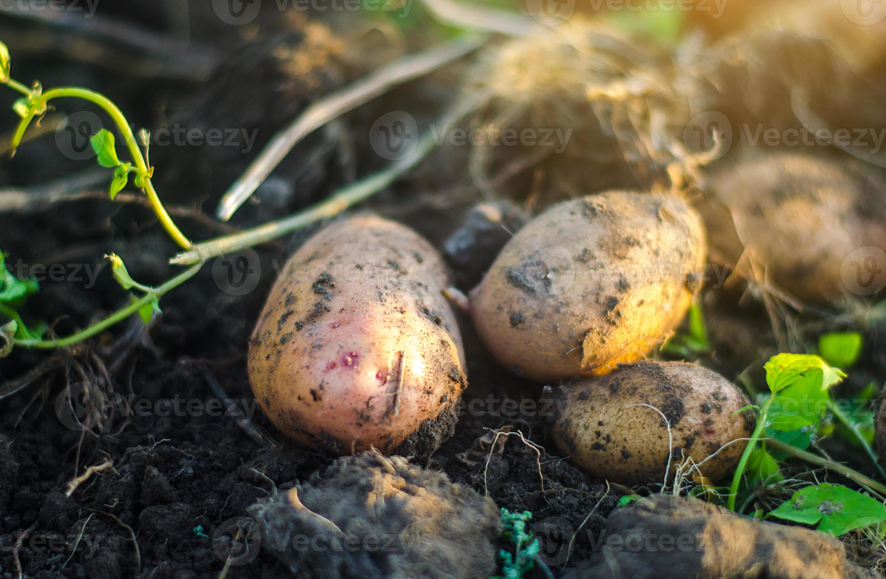 Freshly dug raw potatoes on the soil of a farm field. Harvesting