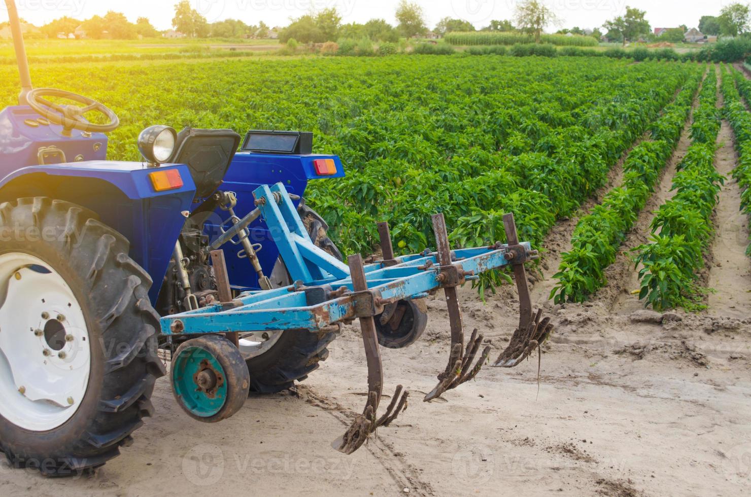 Blue tractor with a cultivator plow on the background of the green field of Bulgarian pepper plantation. Farming and agriculture. Agricultural machinery and equipment, work on the farm. harvesting photo