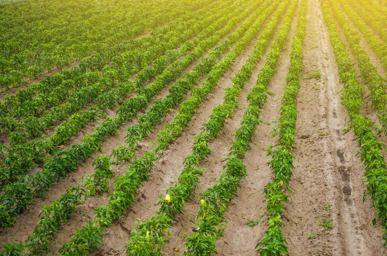 Plantations of sweet Bulgarian bell pepper. Farming and agriculture. Cultivation, care and harvesting. Plant growing, agronomy. Grow and production of agricultural products for sale. farmland photo