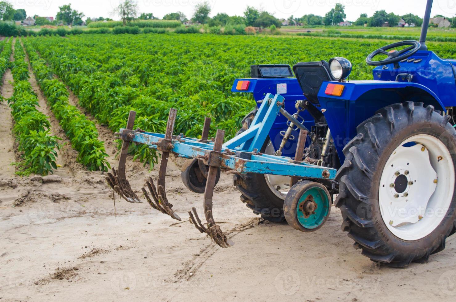 Blue tractor with a cultivator plow and the green field of the Bulgarian pepper plantation on the background. Farming, agriculture. Agricultural machinery and equipment, work on the farm. harvesting photo