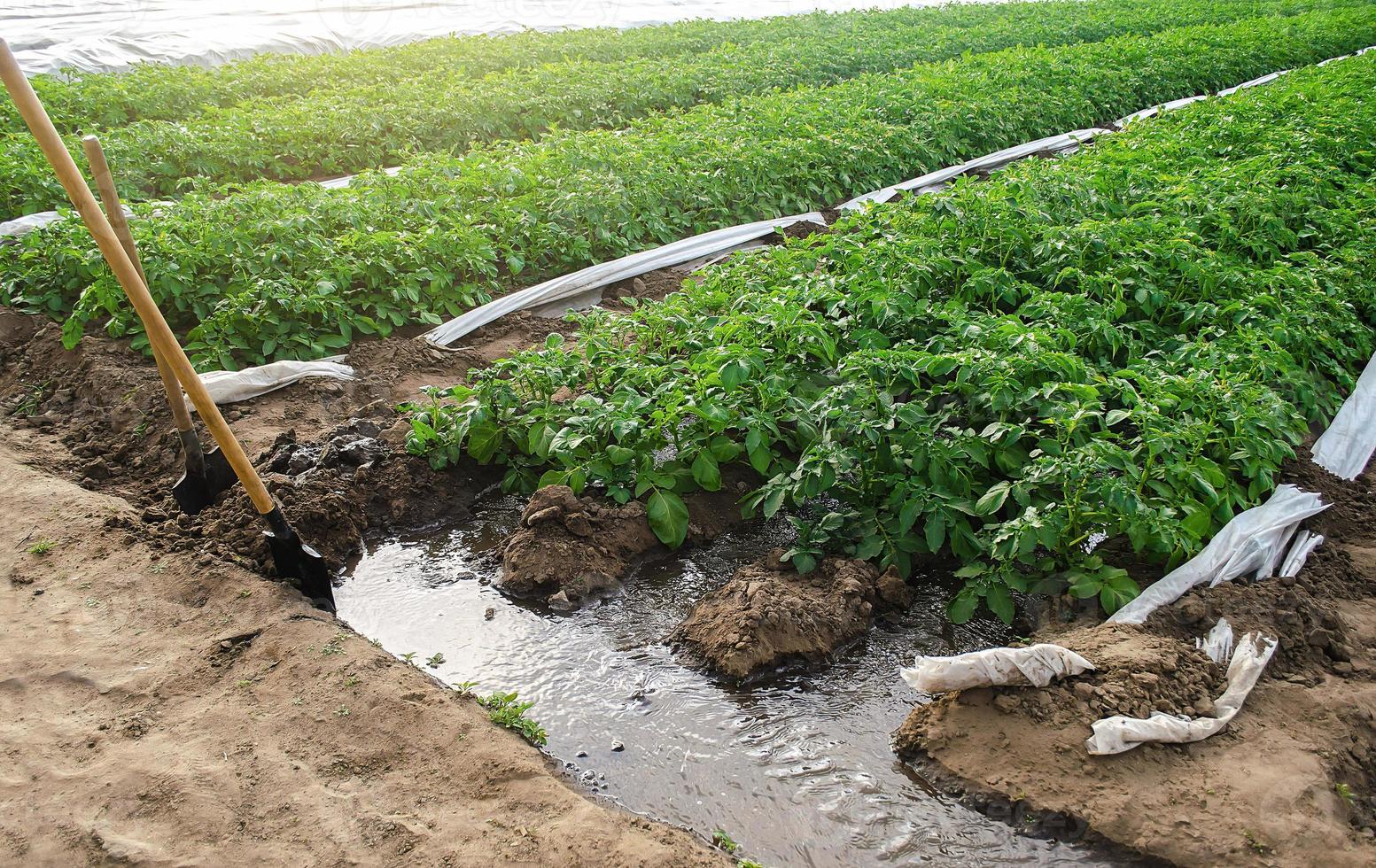Furrow irrigation of potato plantations. Irrigation system to a farm field. Agriculture industry. Clean water resources in farming. Growing crops in arid regions. Agronomy and horticulture photo