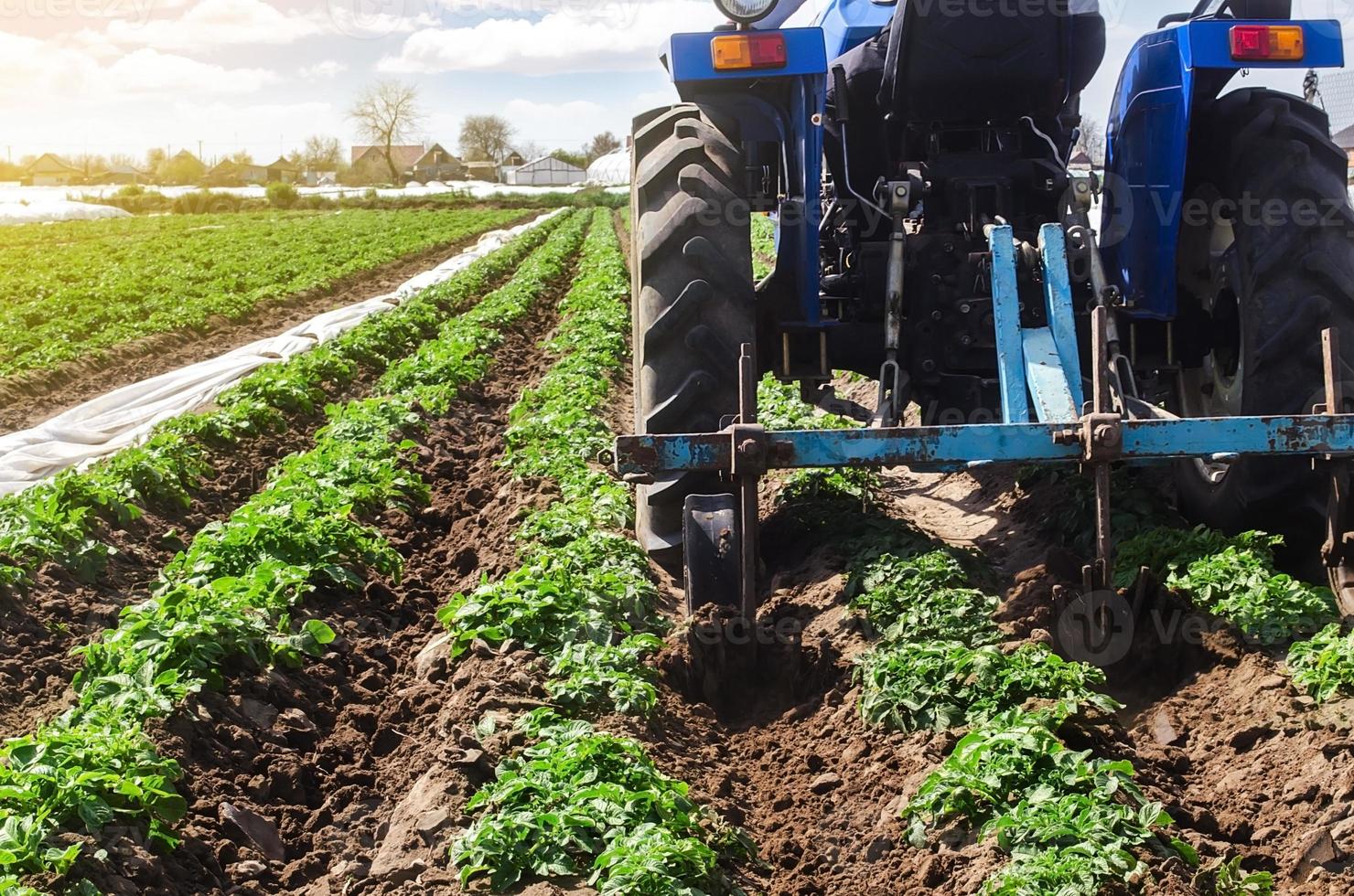 Tractor plows loosens the land of a plantation of a young Riviera variety potato. Weed removal and improved air access to plant roots. Cultivation of an agricultural crop field. Plowing land photo