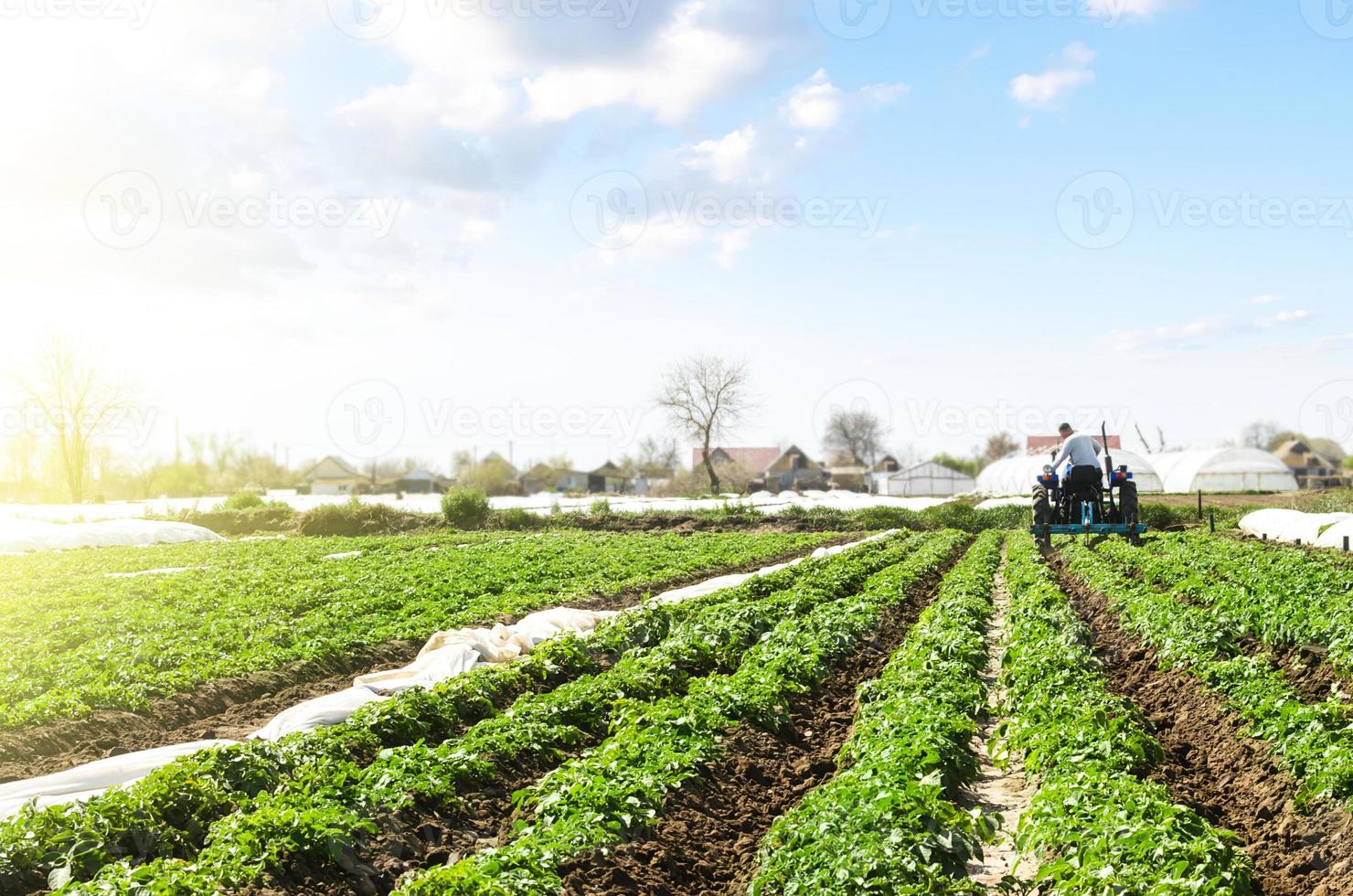 Farmer cultivates a field plantation of young Riviera potatoes. Weed removal and improved air access to plant roots. Fertilizer with nitrate and plowing soil for further irrigation irrigation. photo